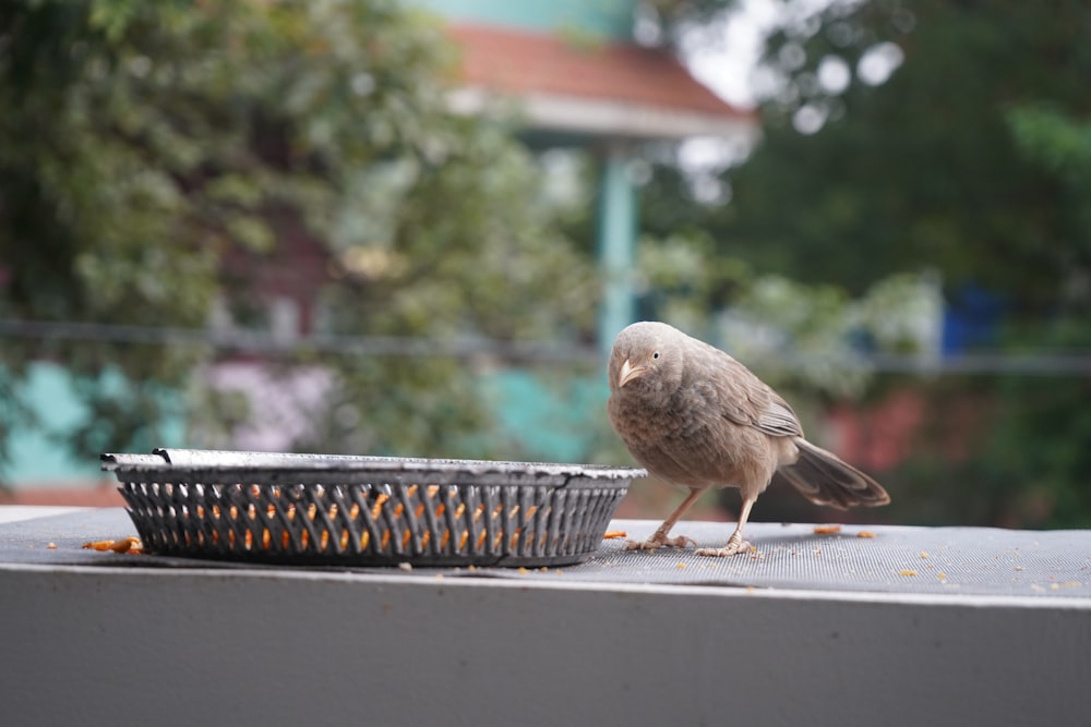 a small bird standing on a table next to a basket