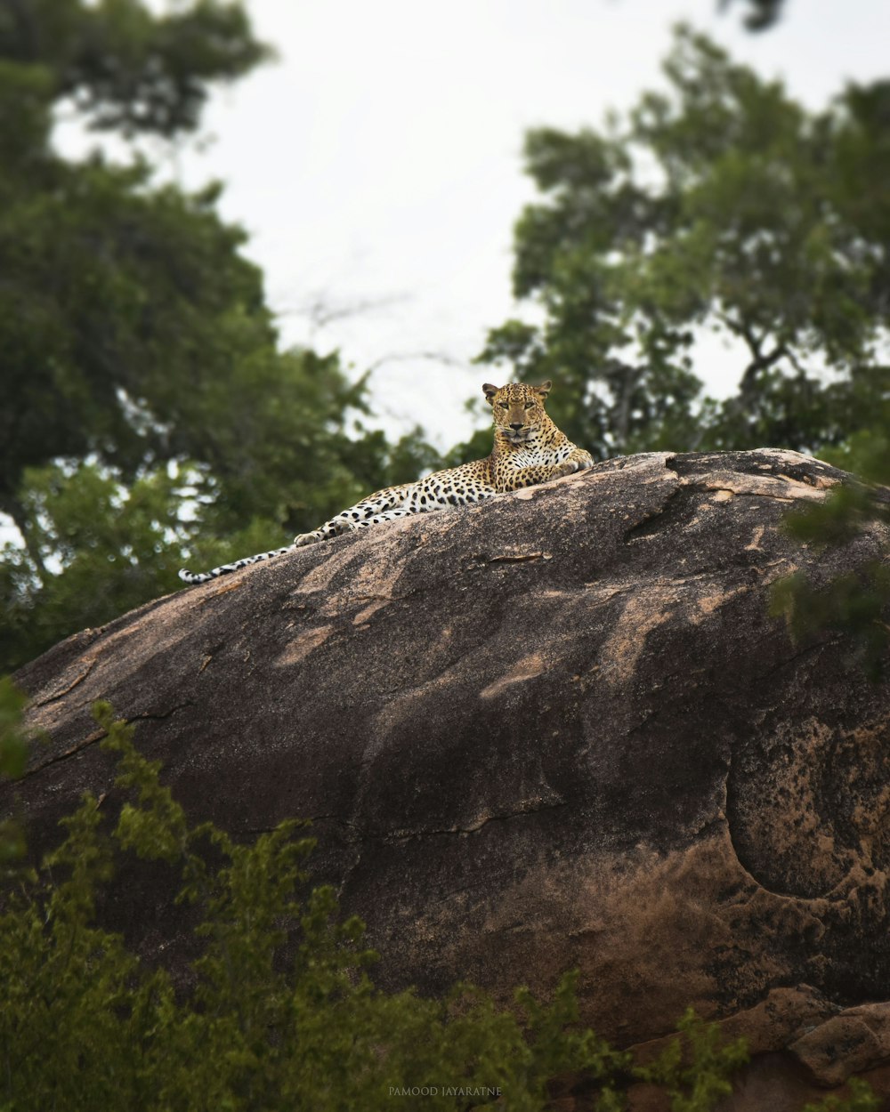 a leopard laying on top of a large rock