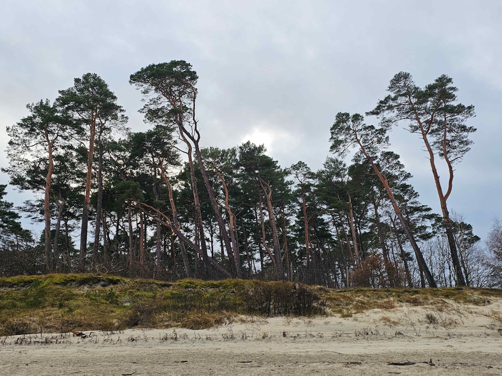a group of tall trees sitting on top of a sandy beach