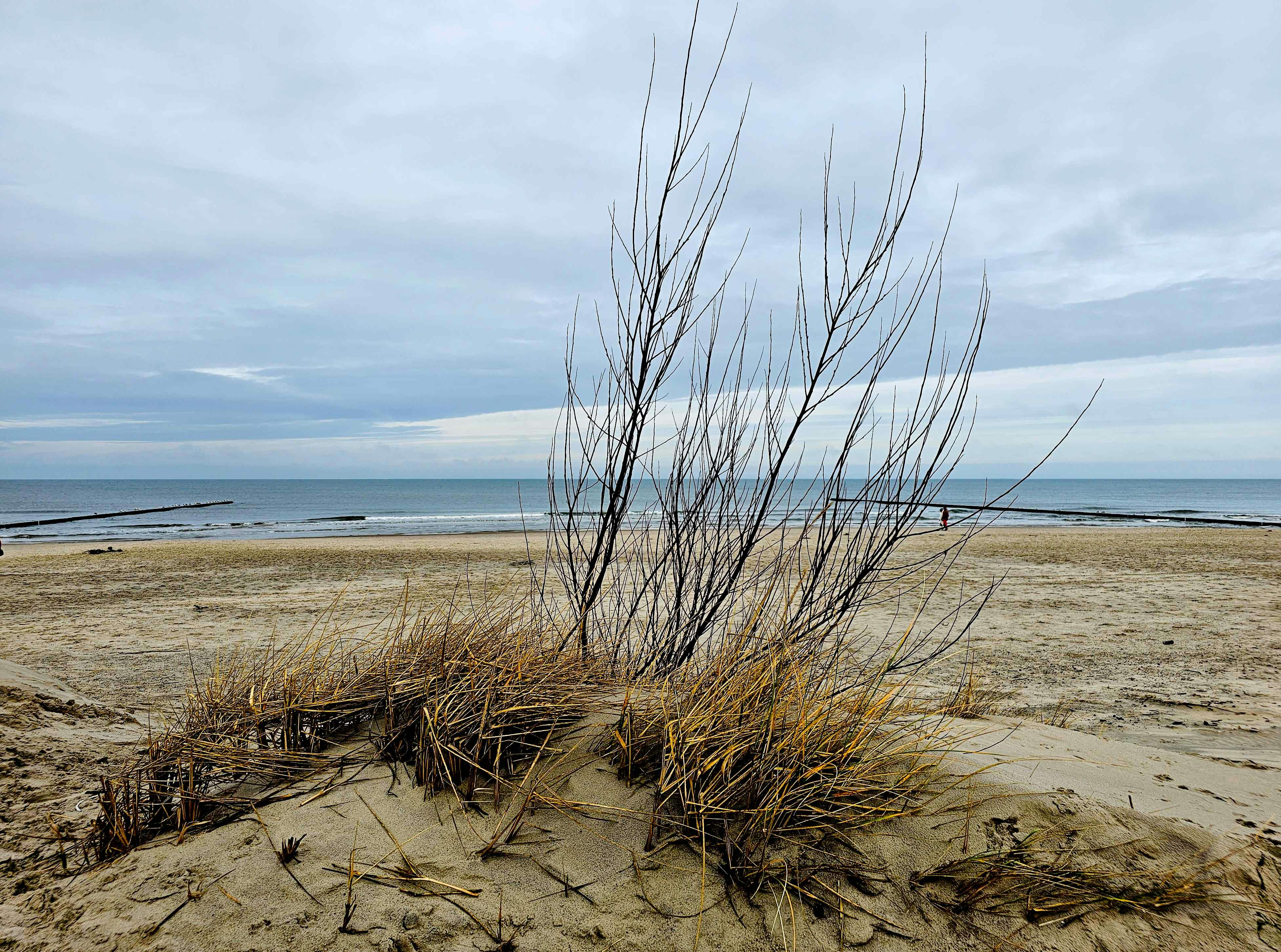 a beach with a plant growing out of the sand