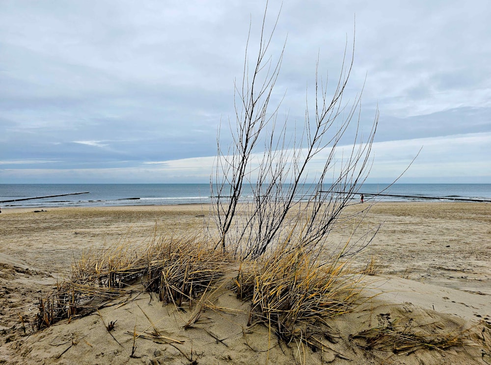 uma praia com uma planta crescendo da areia