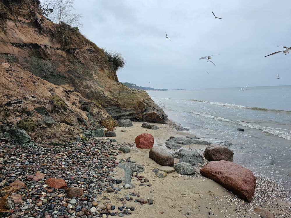 a rocky beach with seagulls flying over it