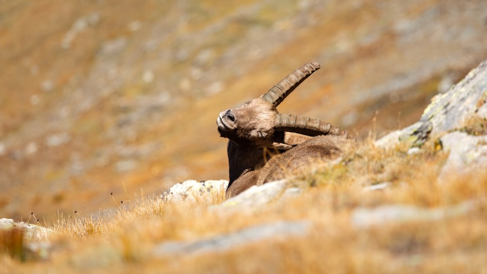 a mountain goat with large horns standing on a rocky hillside