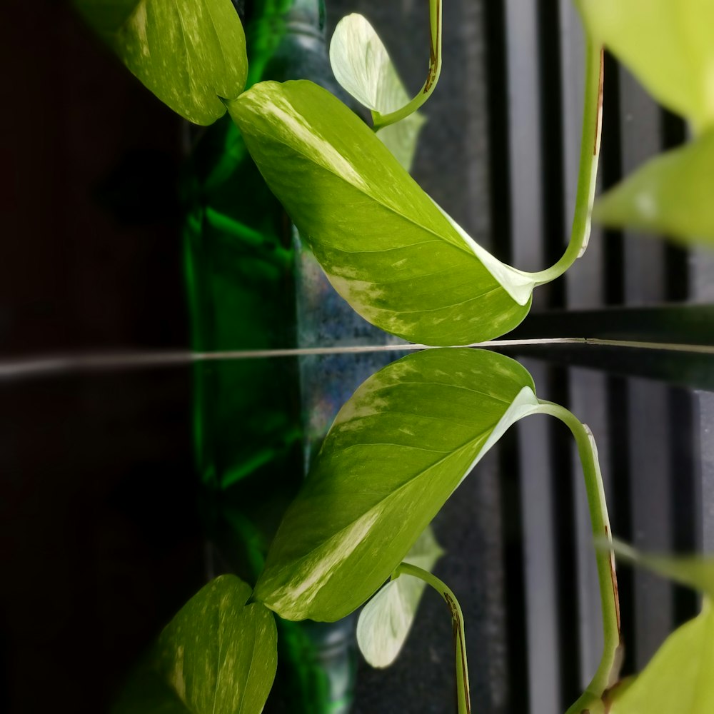 a close up of a green vase with a plant in it