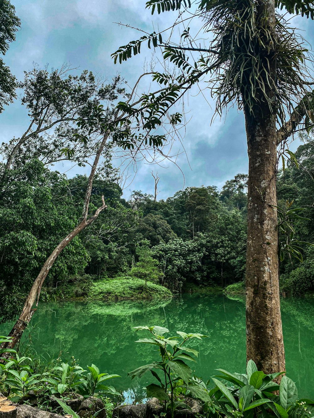 a body of water surrounded by trees and plants