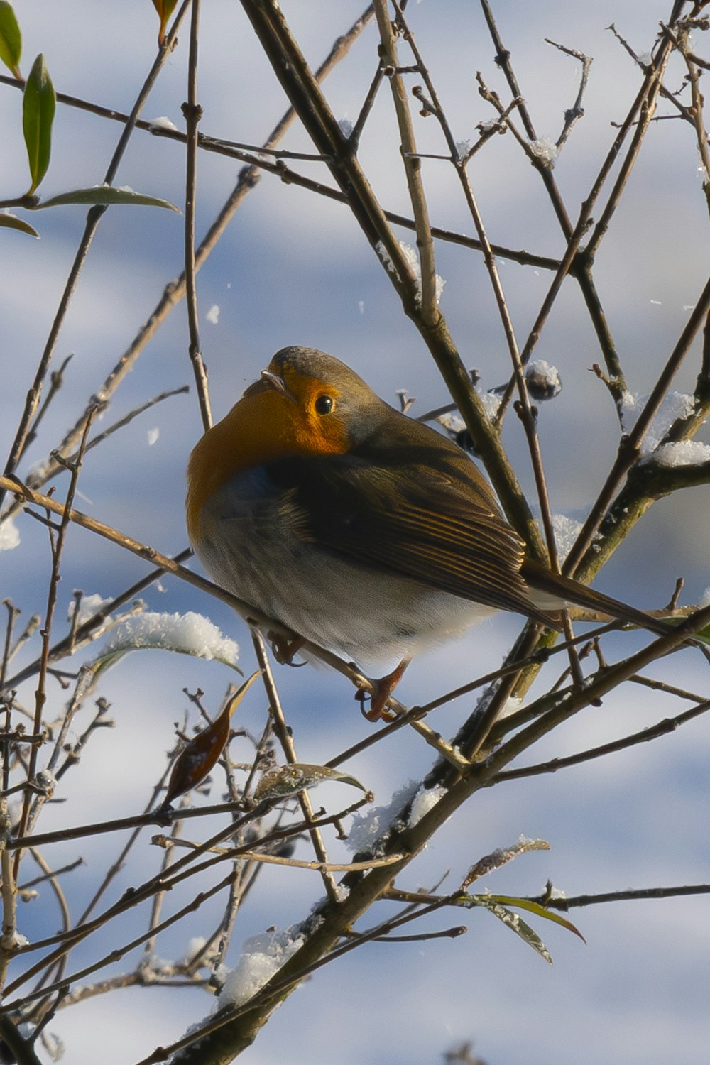 a bird sitting on a tree branch in the snow