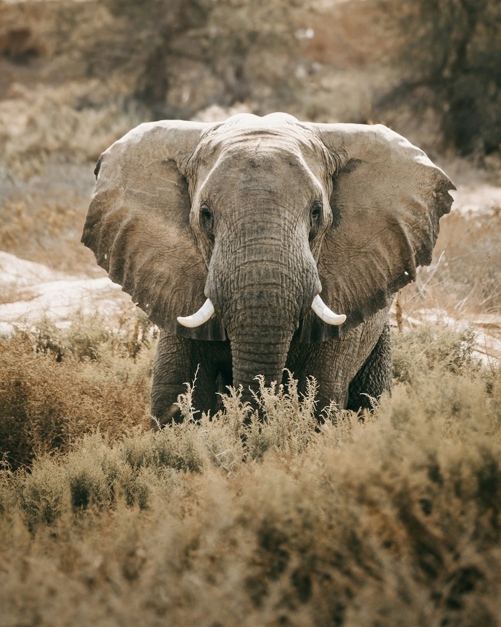 an elephant standing in a field of tall grass