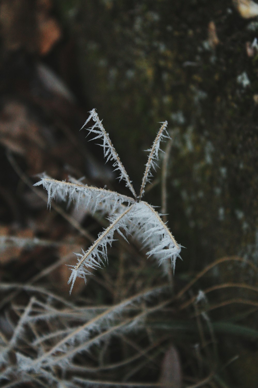 a close up of a plant with frost on it