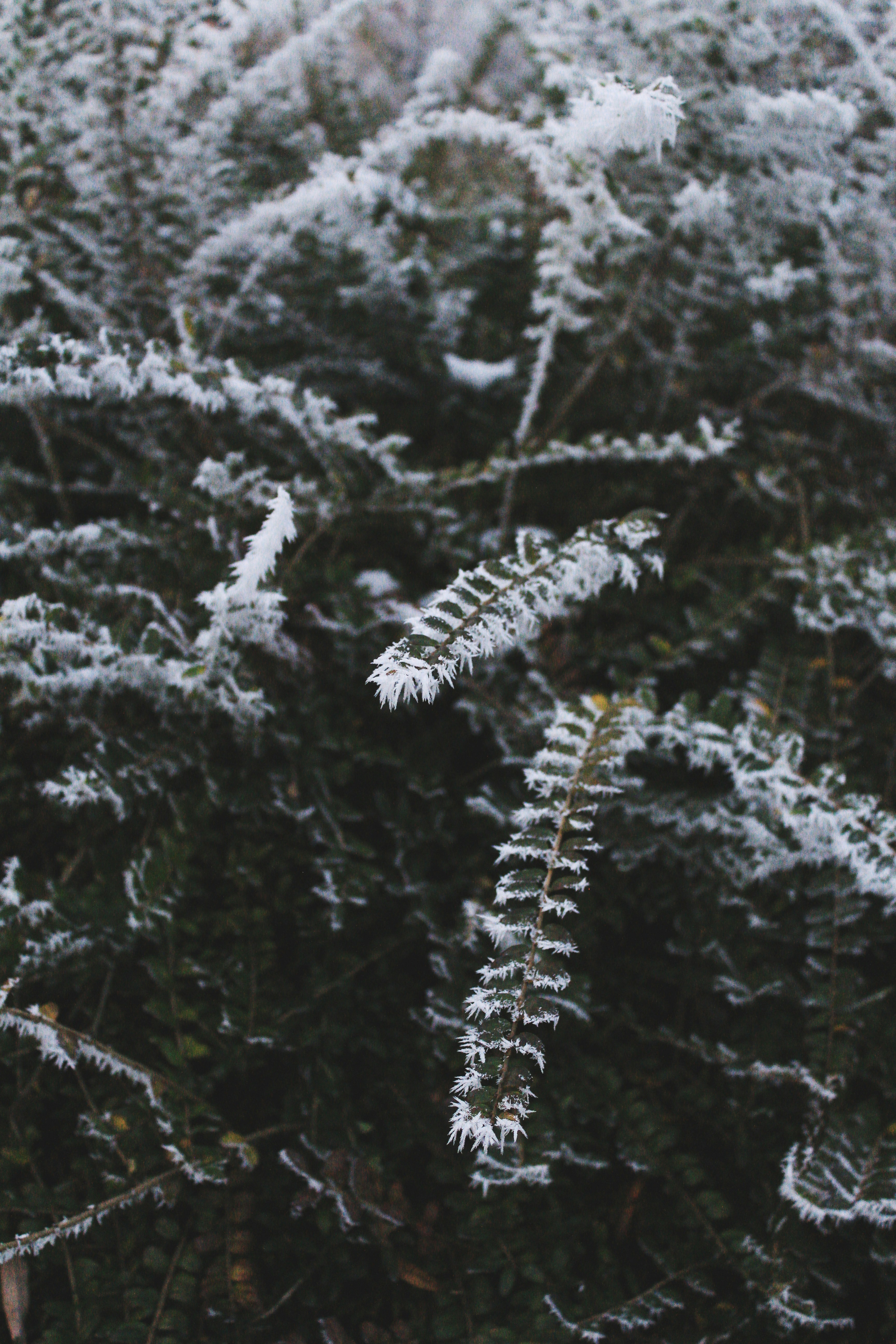Nahaufnahme einer Pflanze mit Frost darauf