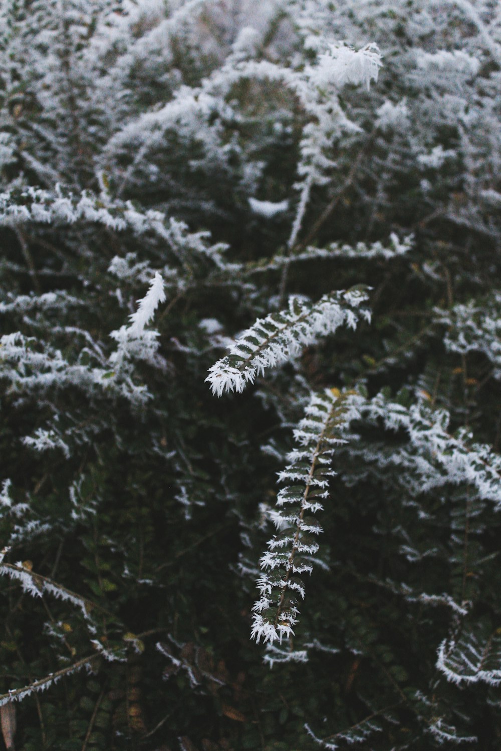 a close up of a plant with frost on it