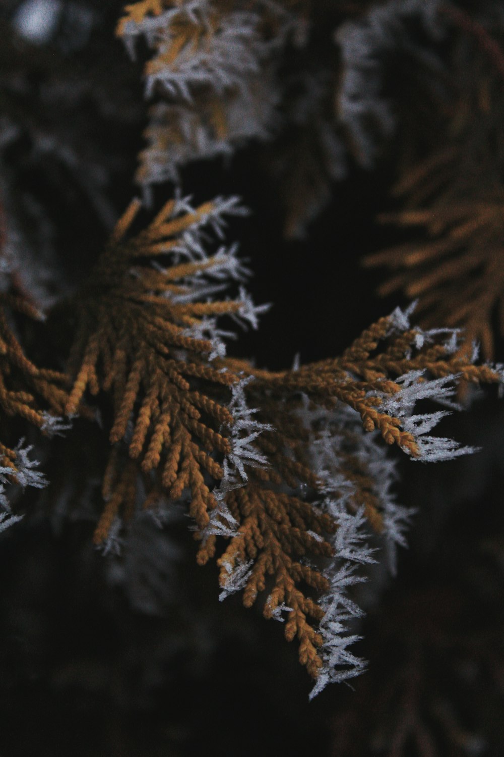 a close up of a tree with frost on it