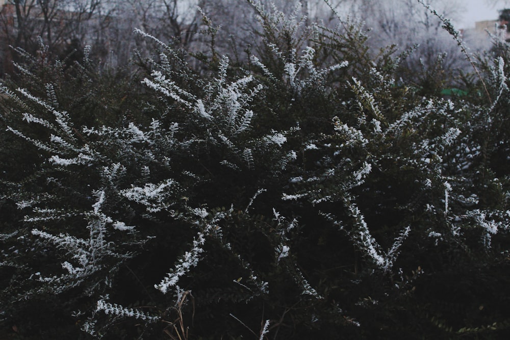 a bush covered in frost next to a building