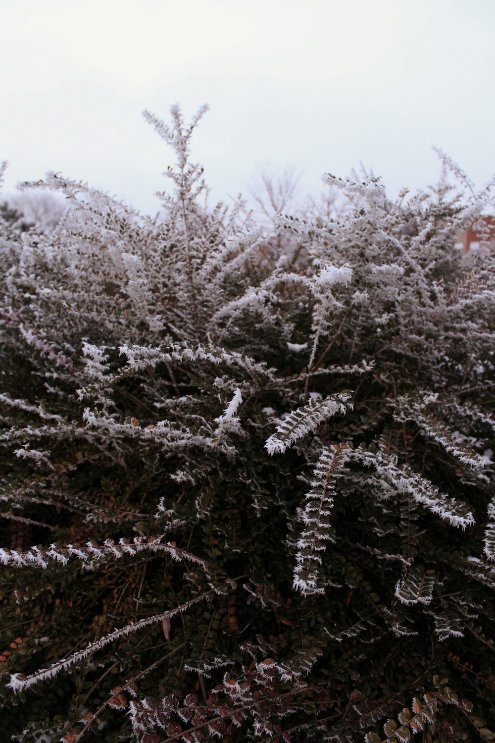 a bush covered in ice and snow on a cloudy day