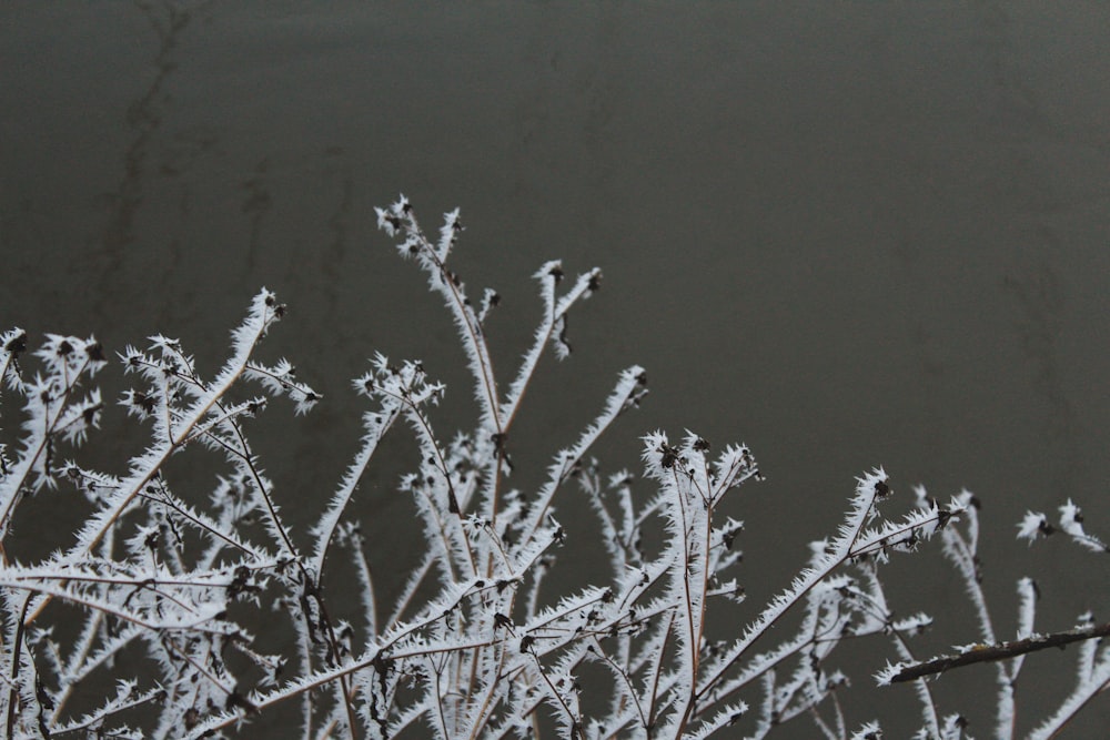 a tree covered in ice next to a body of water