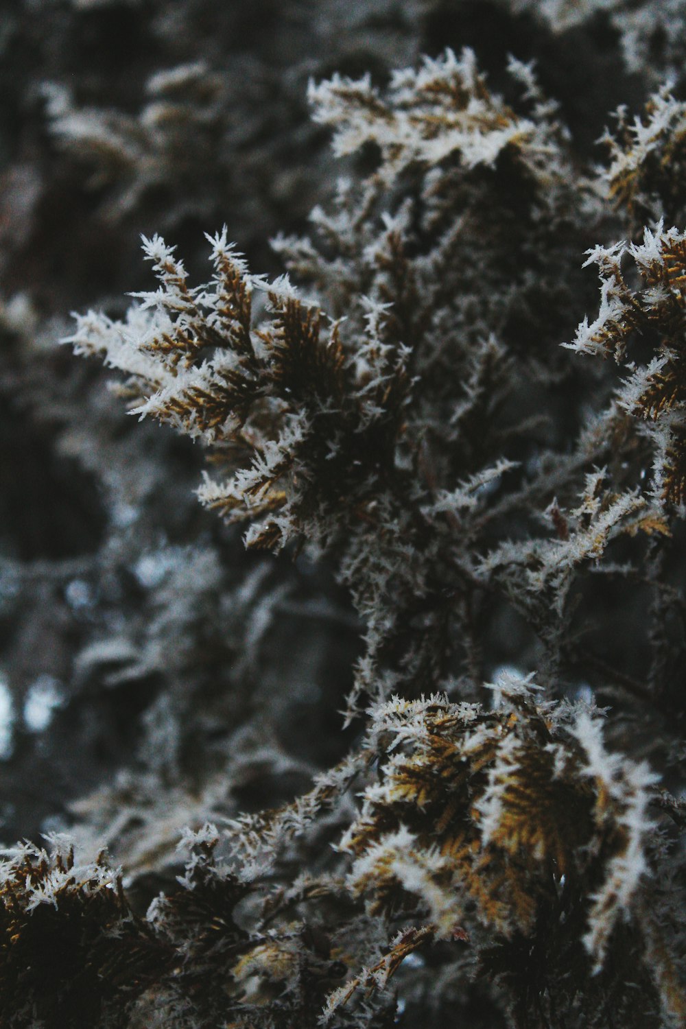 a close up of a tree with moss growing on it