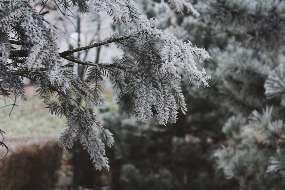 the branches of a pine tree are covered in ice