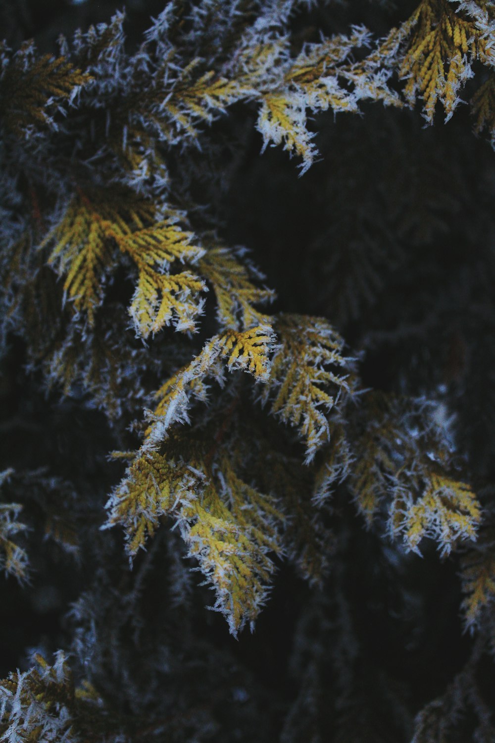 a close up of a pine tree with yellow needles