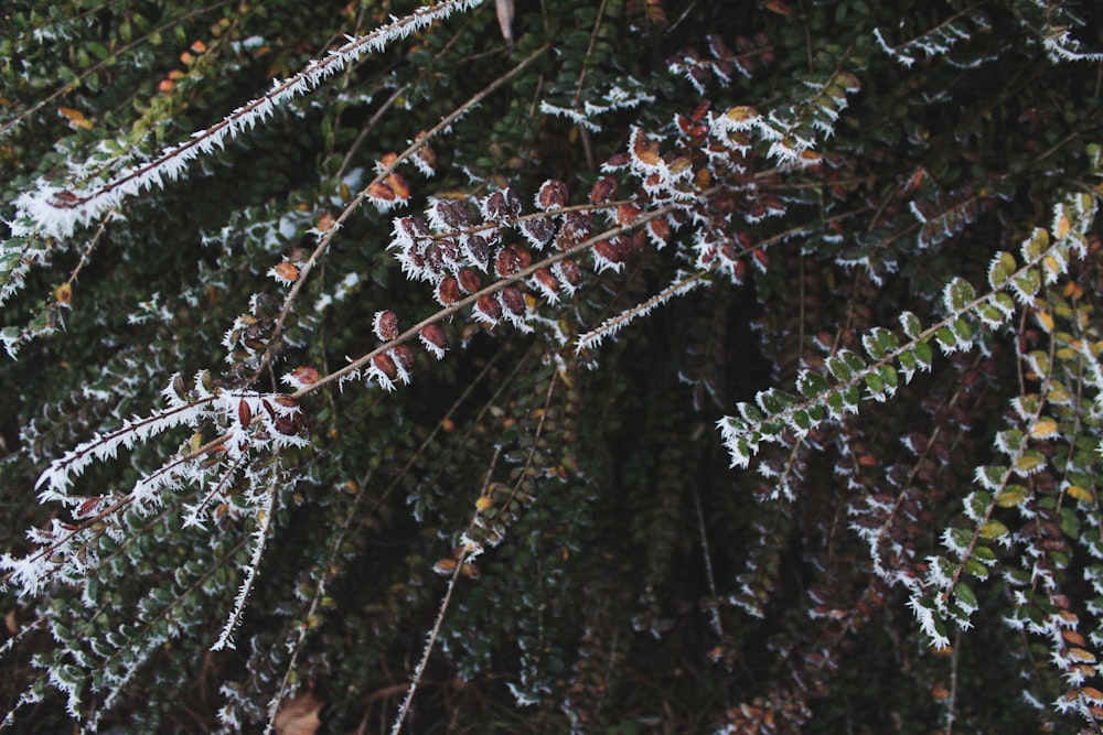 a close up of a tree with snow on it