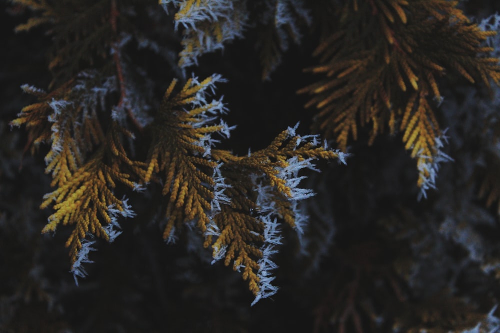 a close up of a tree with snow on it