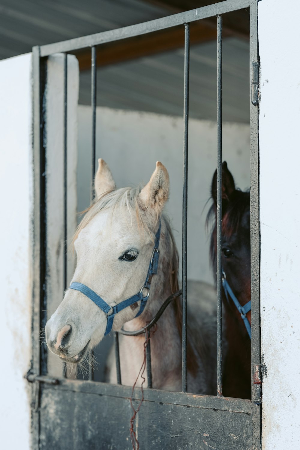 a couple of horses standing inside of a stable