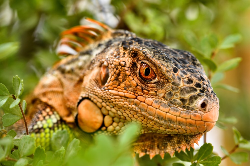 a close up of a lizard in a tree