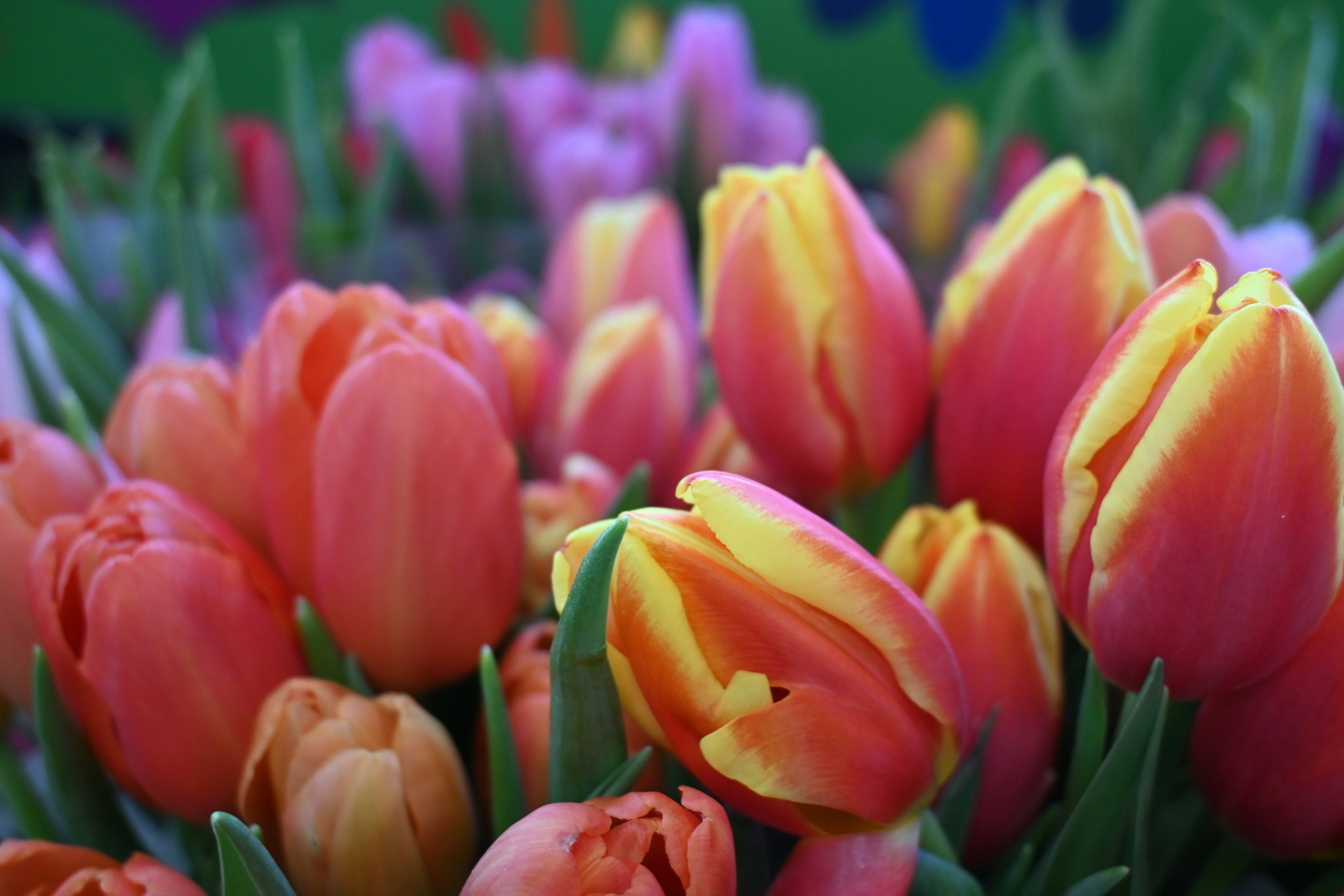 Photo by karolinabobek