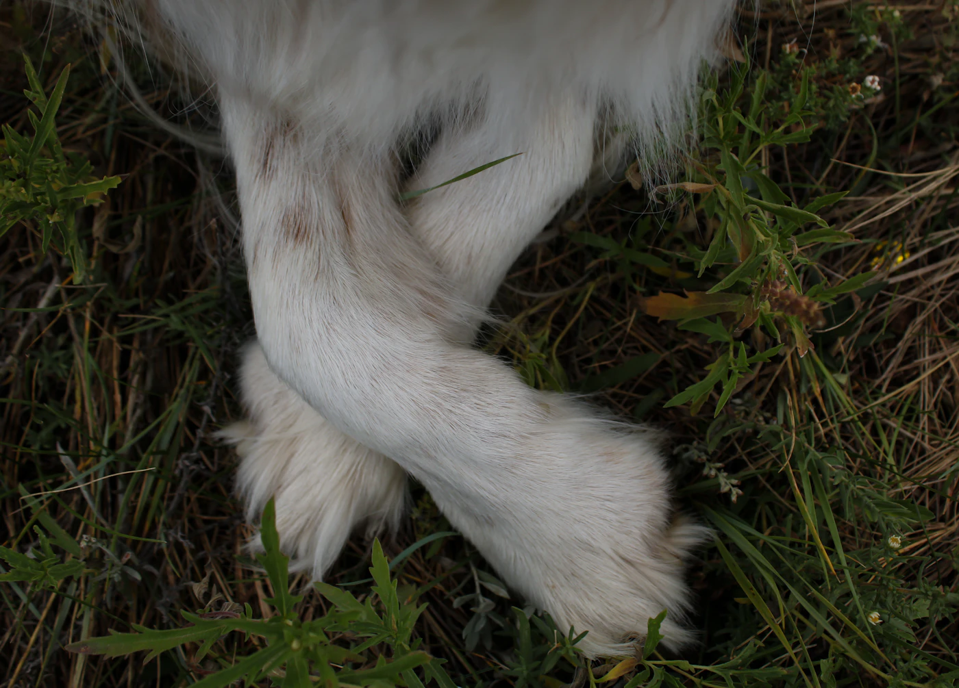 Close-up of a dog's paw in grass