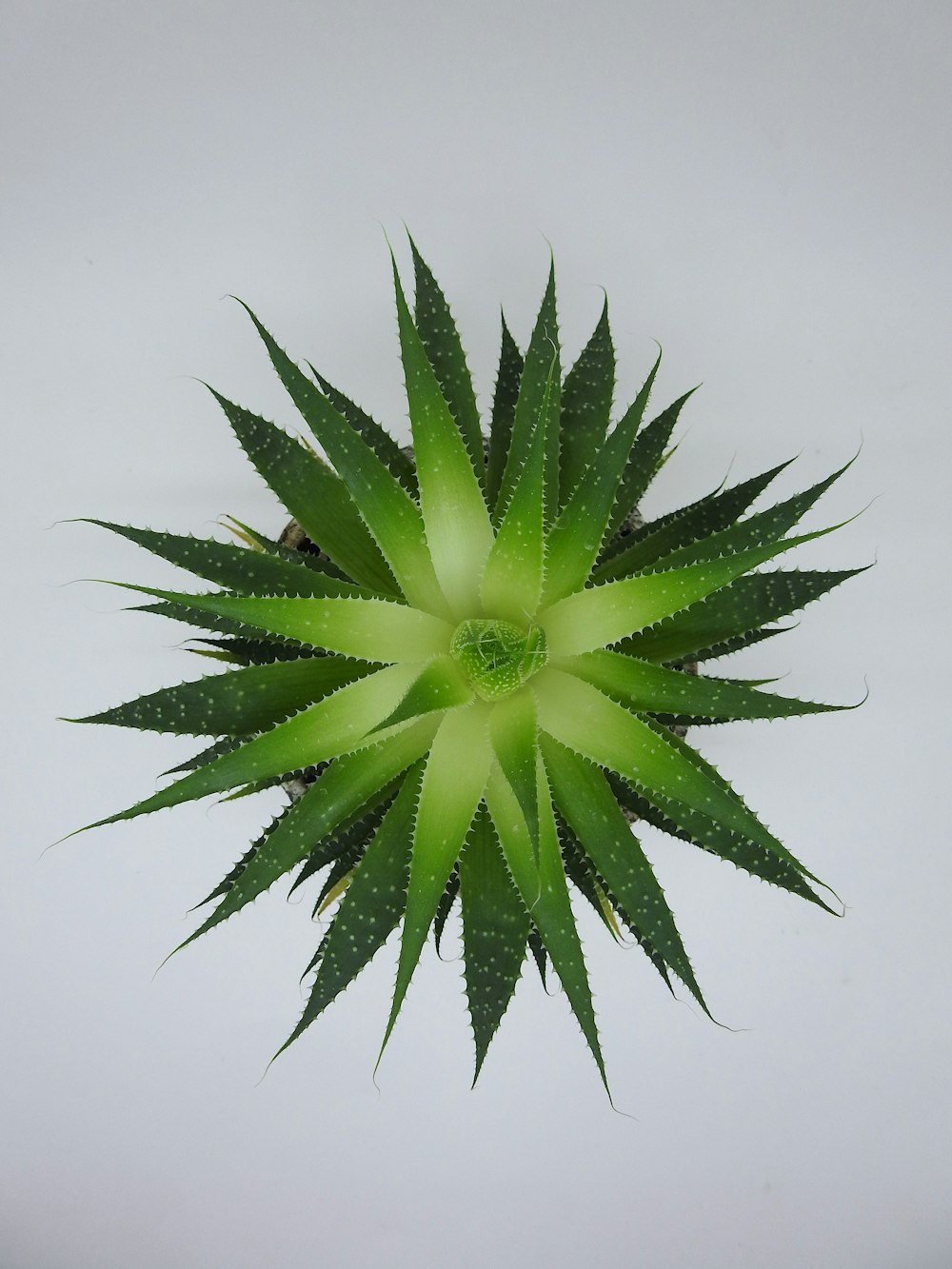 a close up of a green plant on a white background