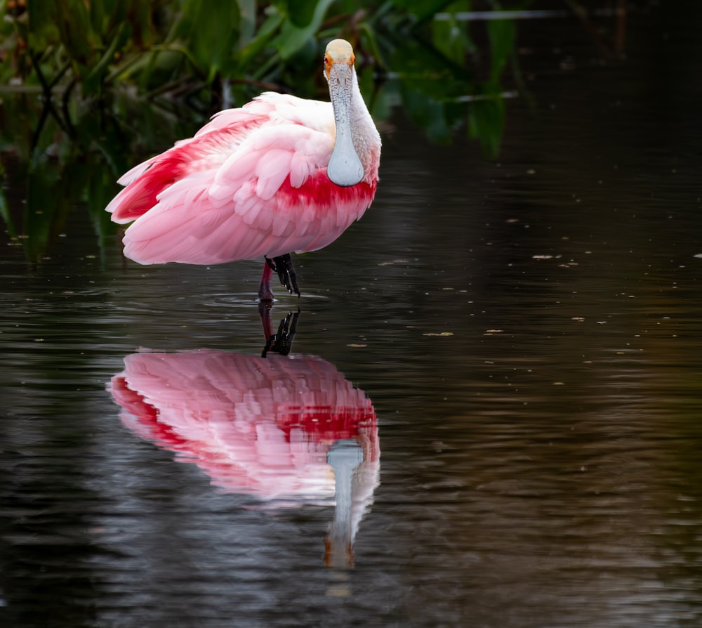 a flamingo standing in the water with its reflection in the water