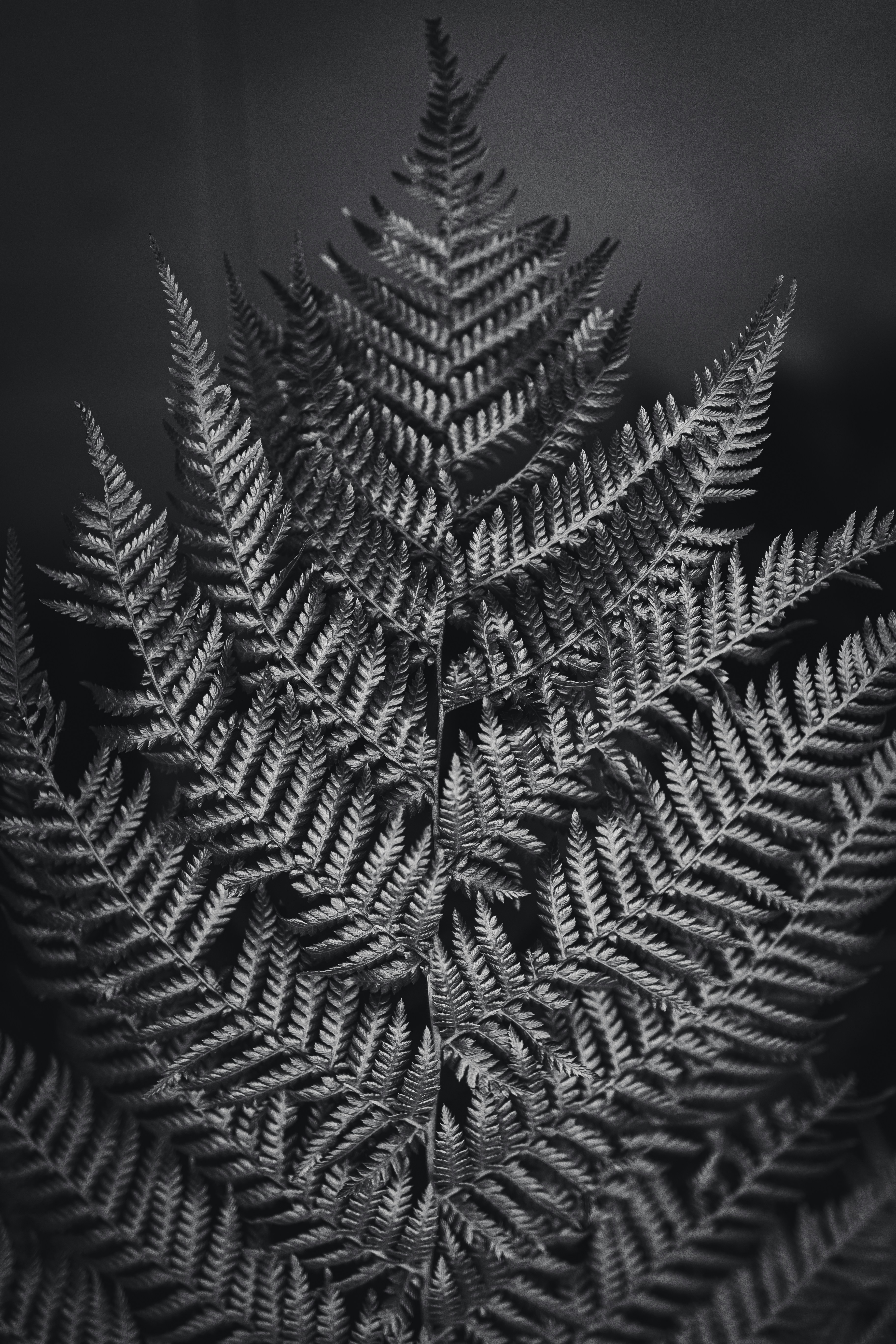 a black and white photo of a fern