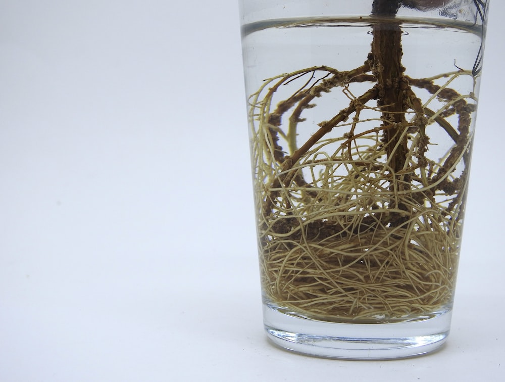 a glass filled with water and a plant inside of it