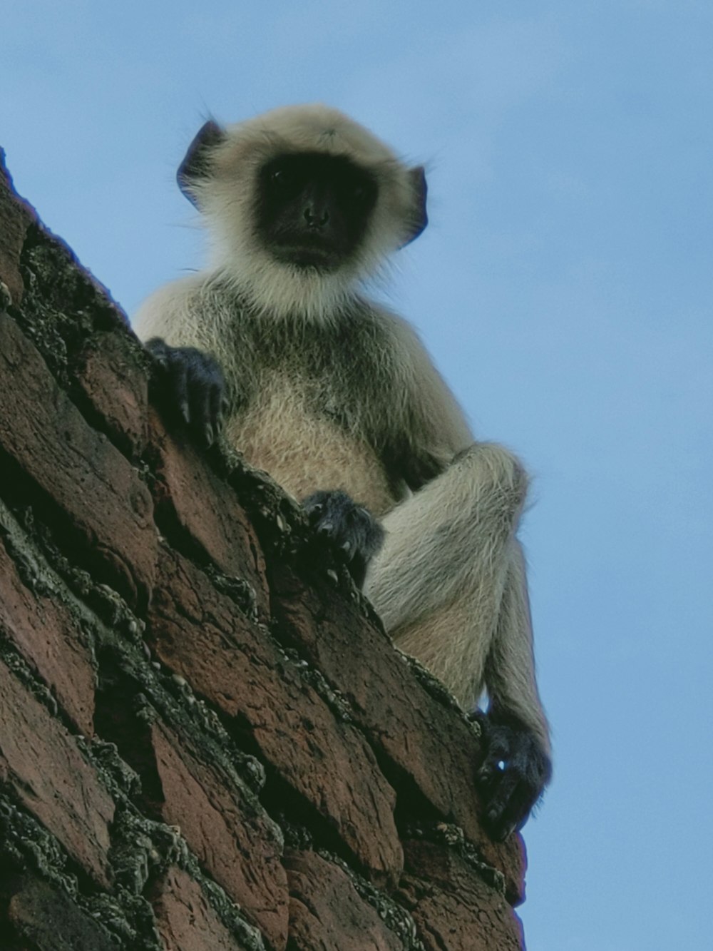 a monkey sitting on top of a brick wall