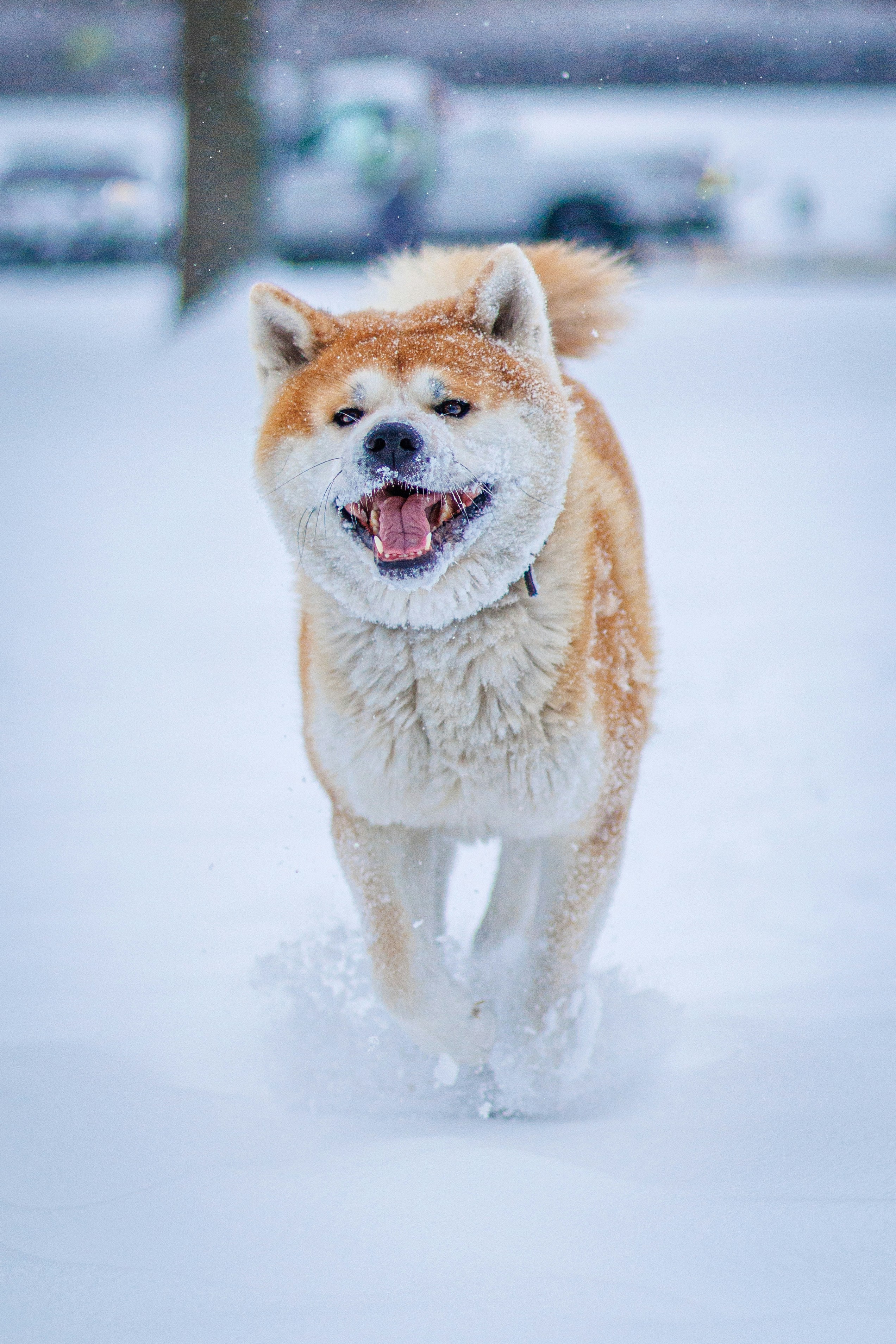 Photo by nhuenerfuerst