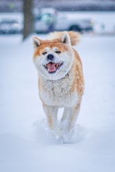 a brown and white dog running through the snow