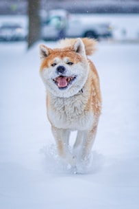 a brown and white dog running through the snow