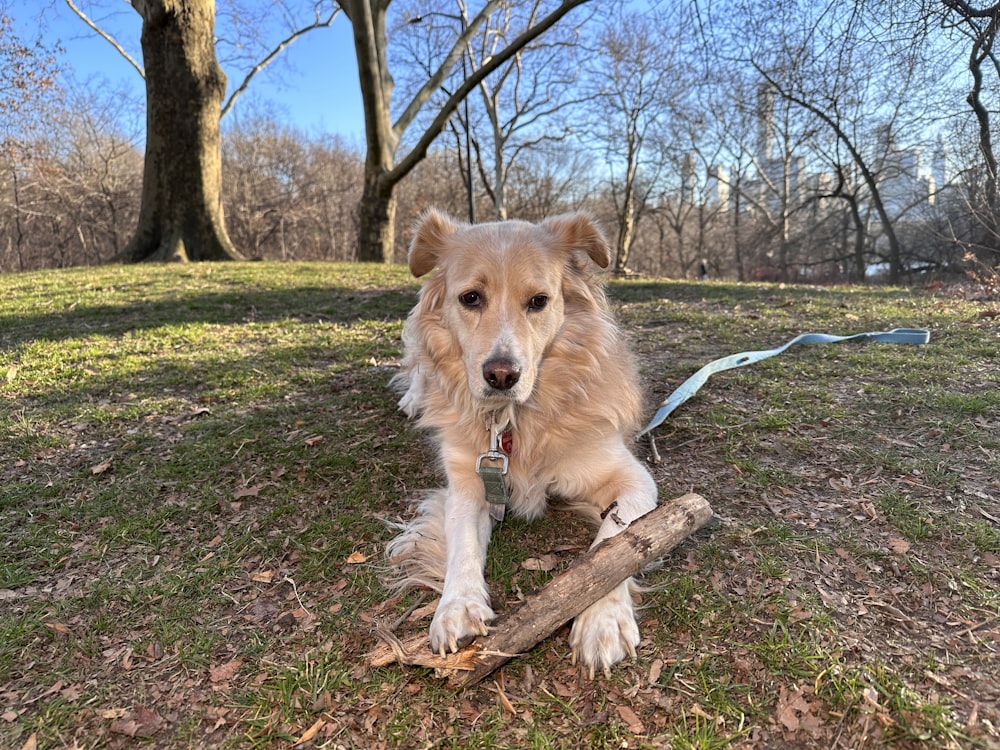 a dog is holding a stick in its mouth