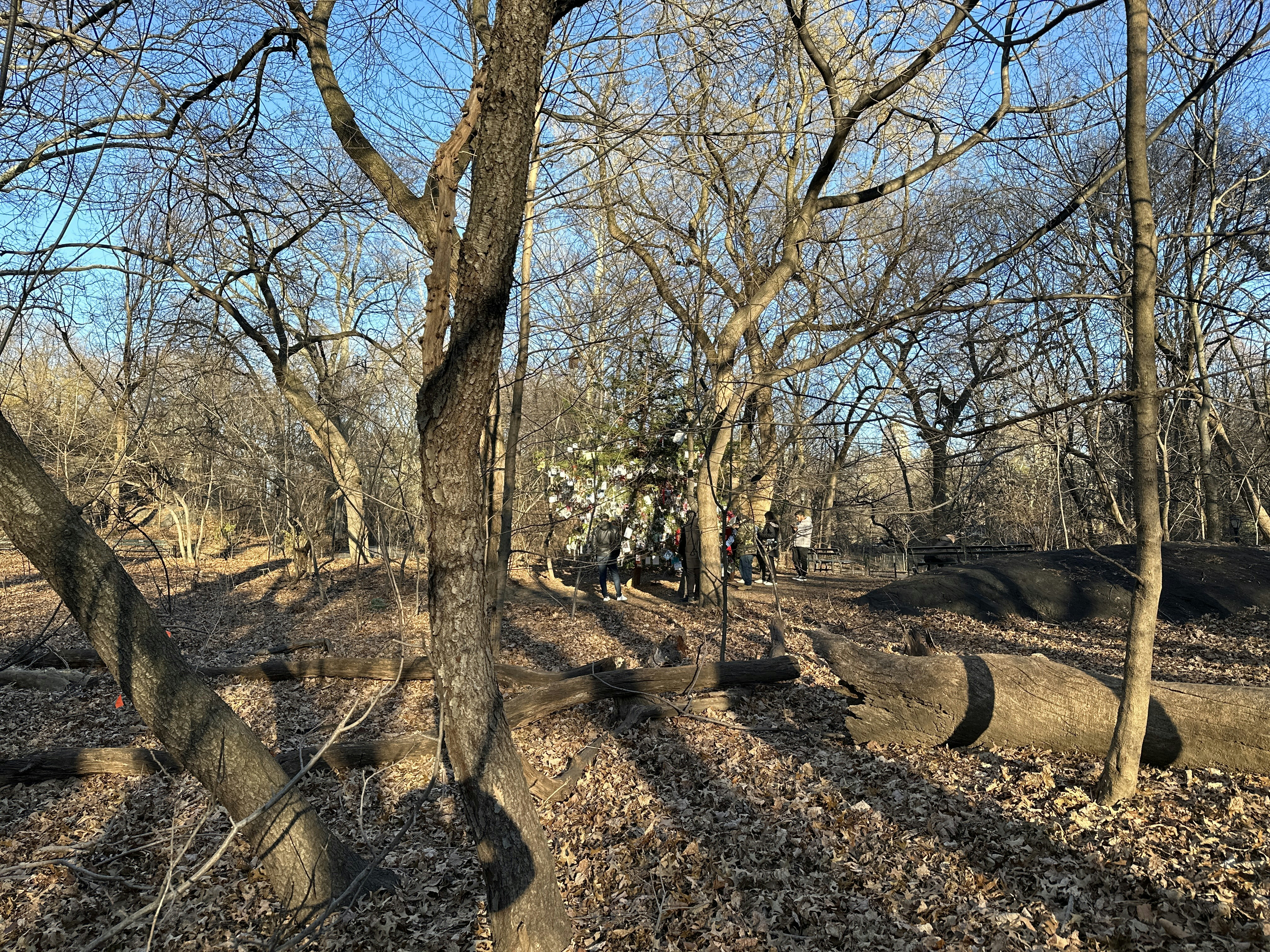 a group of people riding on the back of a motorcycle through a forest