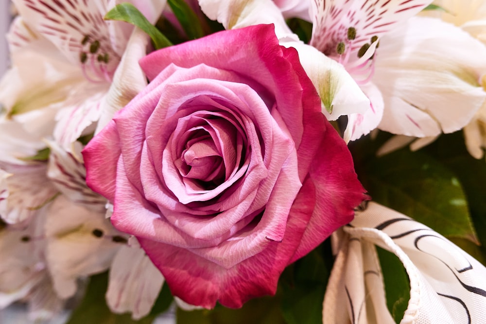a close up of a pink rose and white flowers