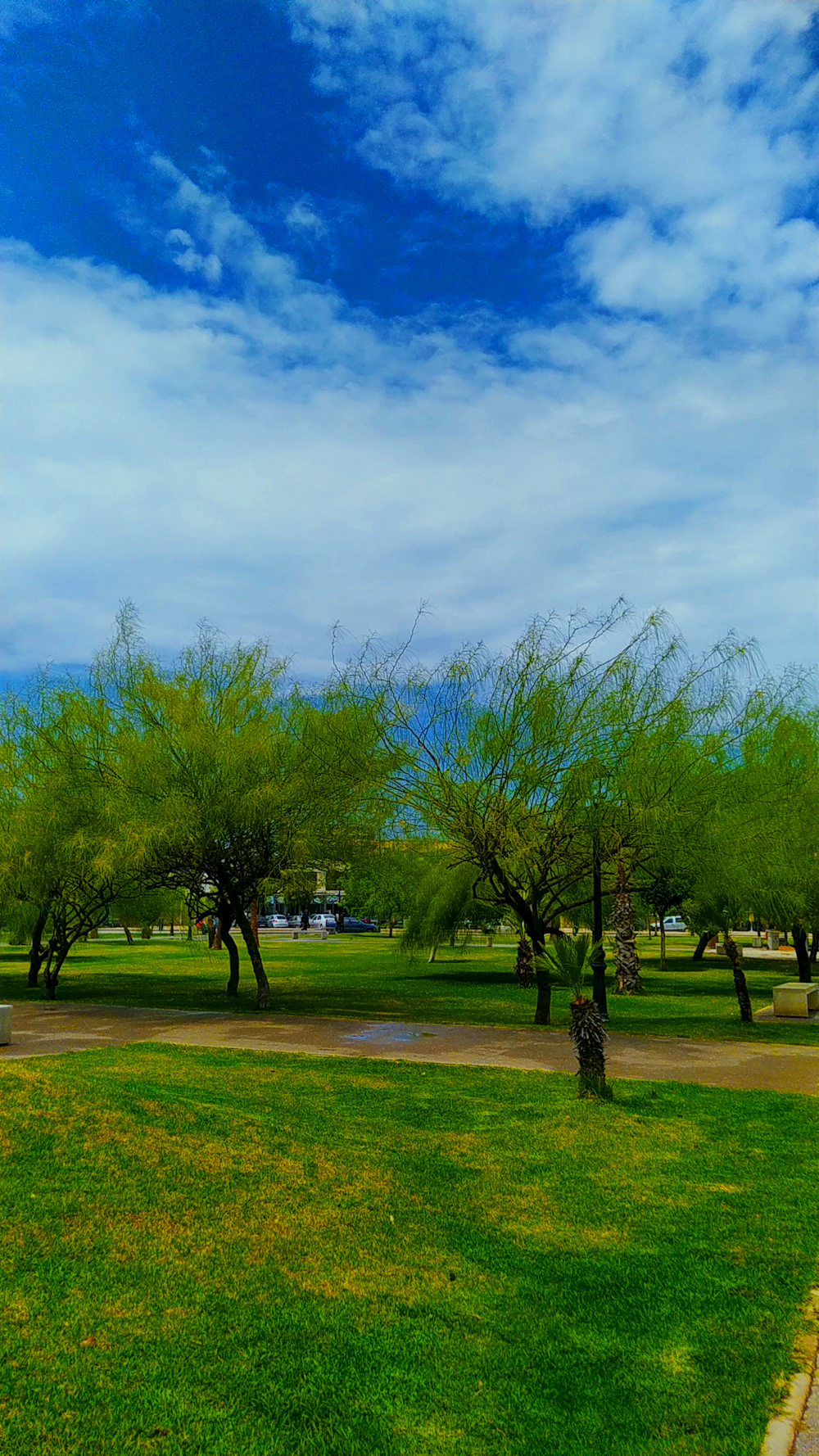 a park filled with lots of green grass and trees