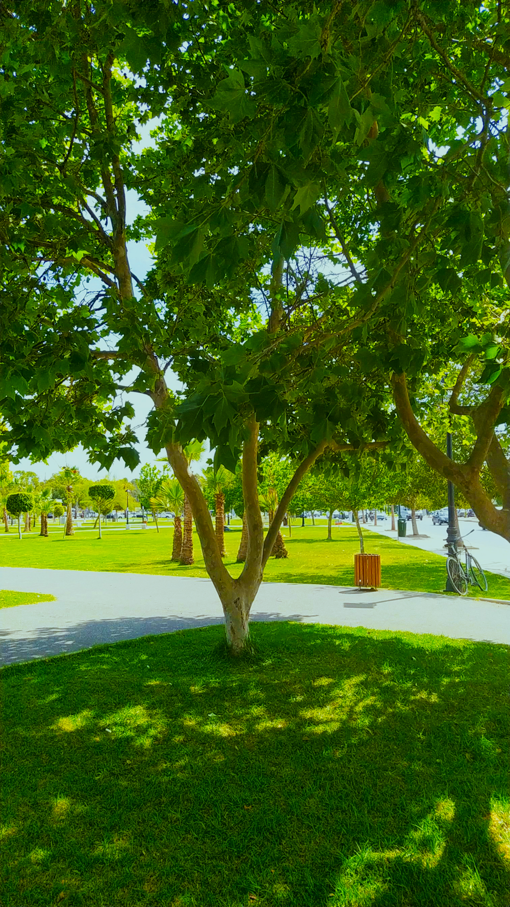 un parc avec un banc et un arbre