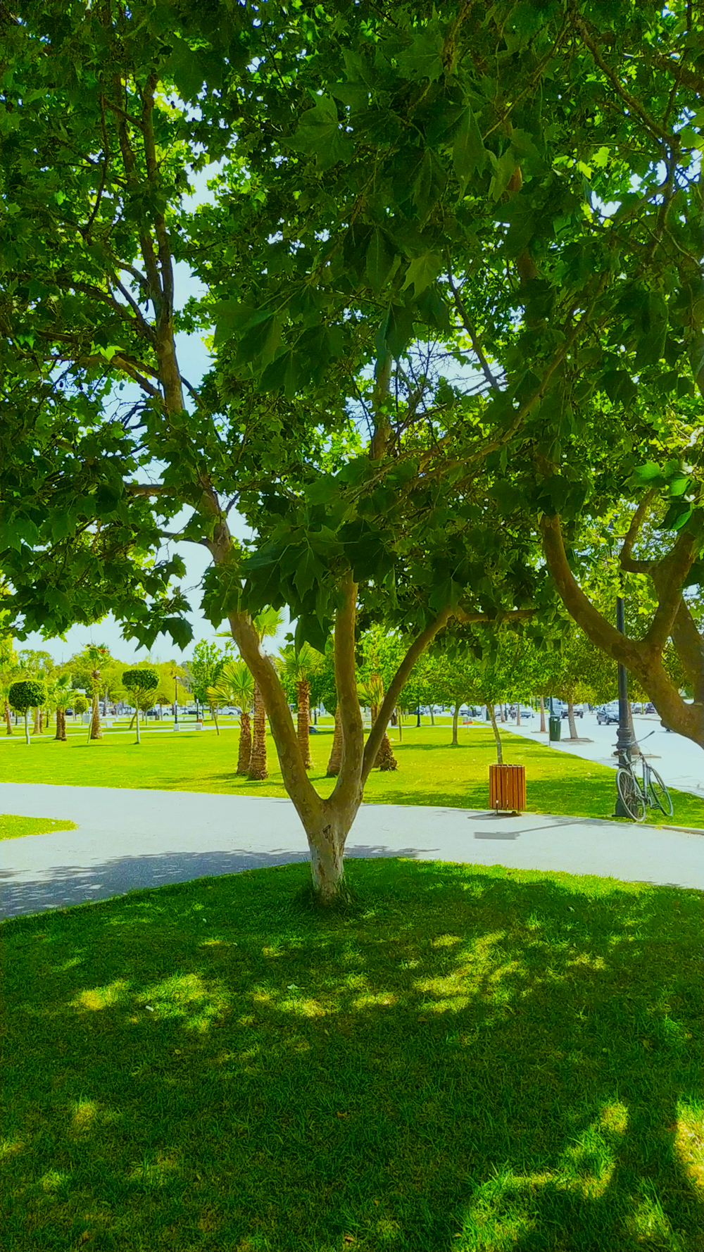 a park with a bench and a tree