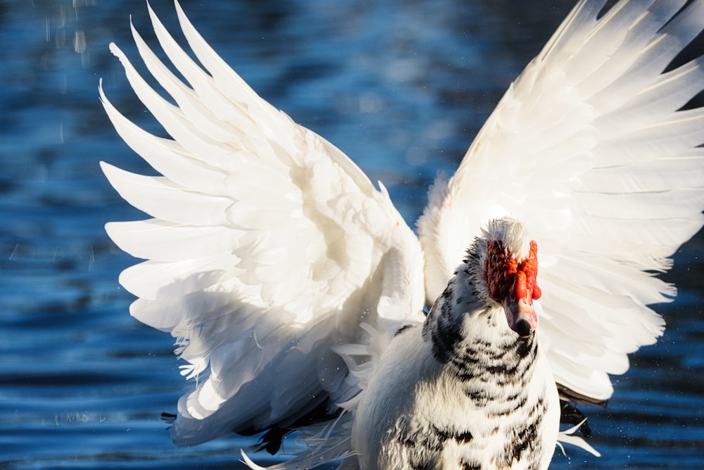 a white and black bird with its wings spread