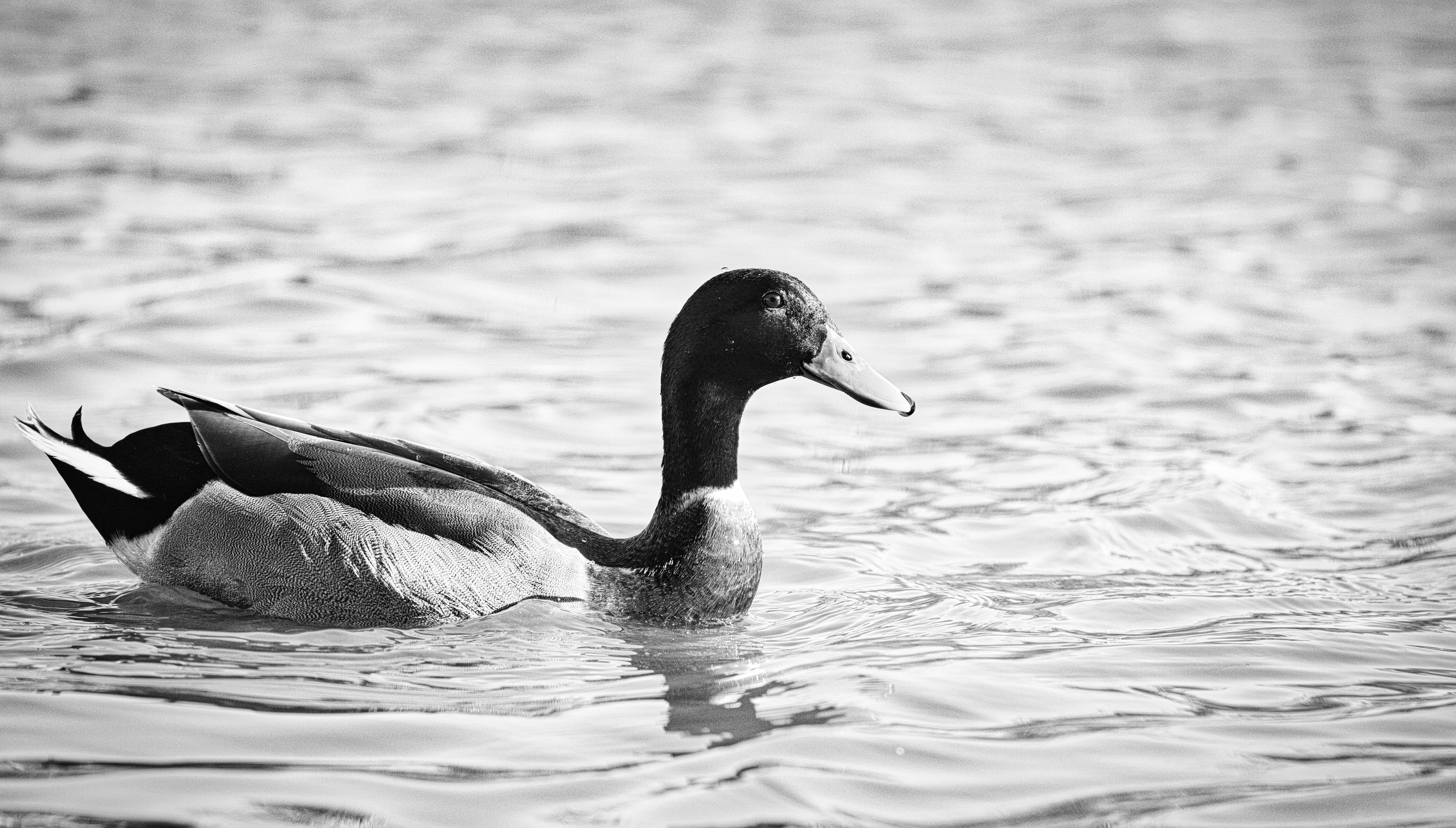 Photo by thephotochad