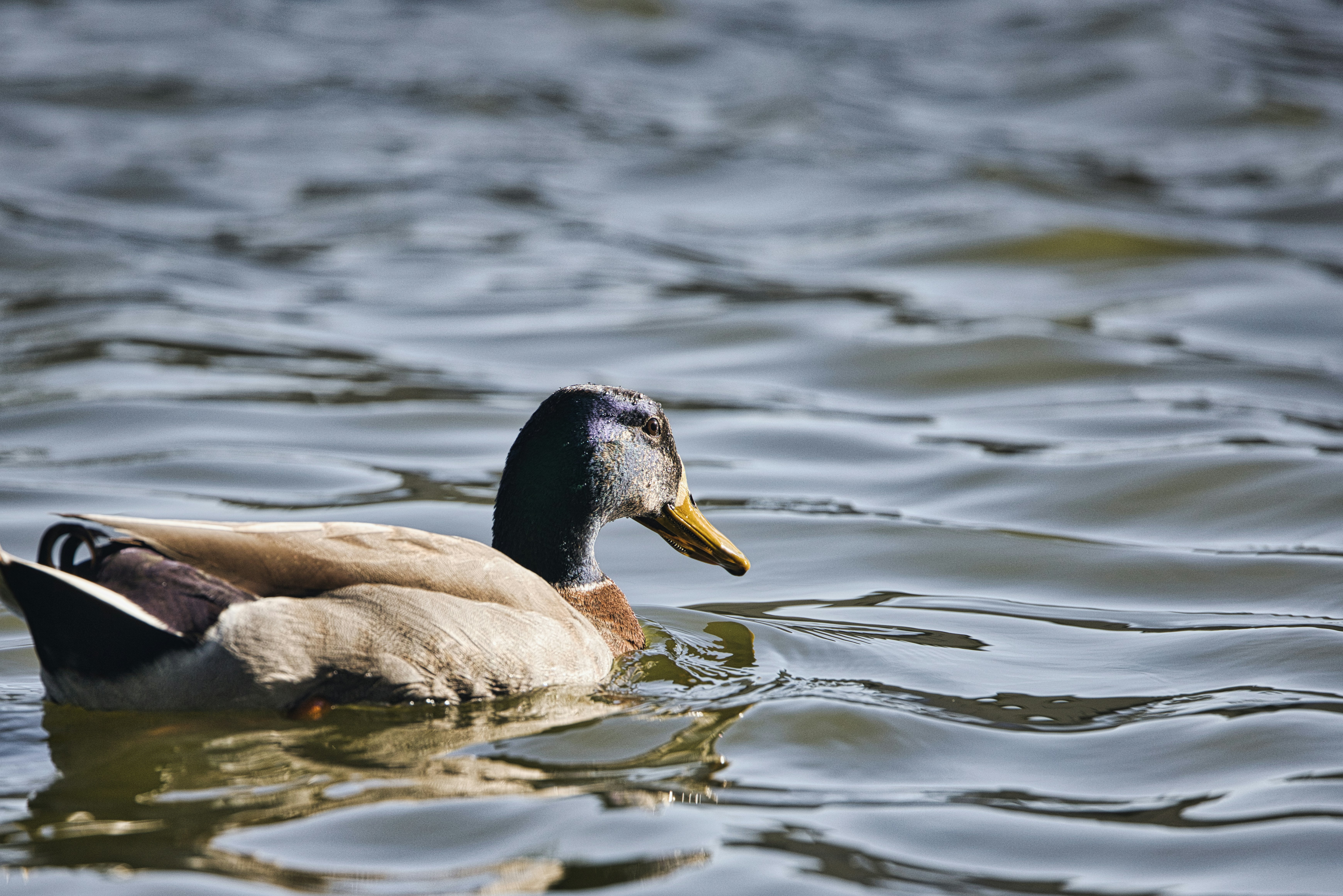 Photo by thephotochad