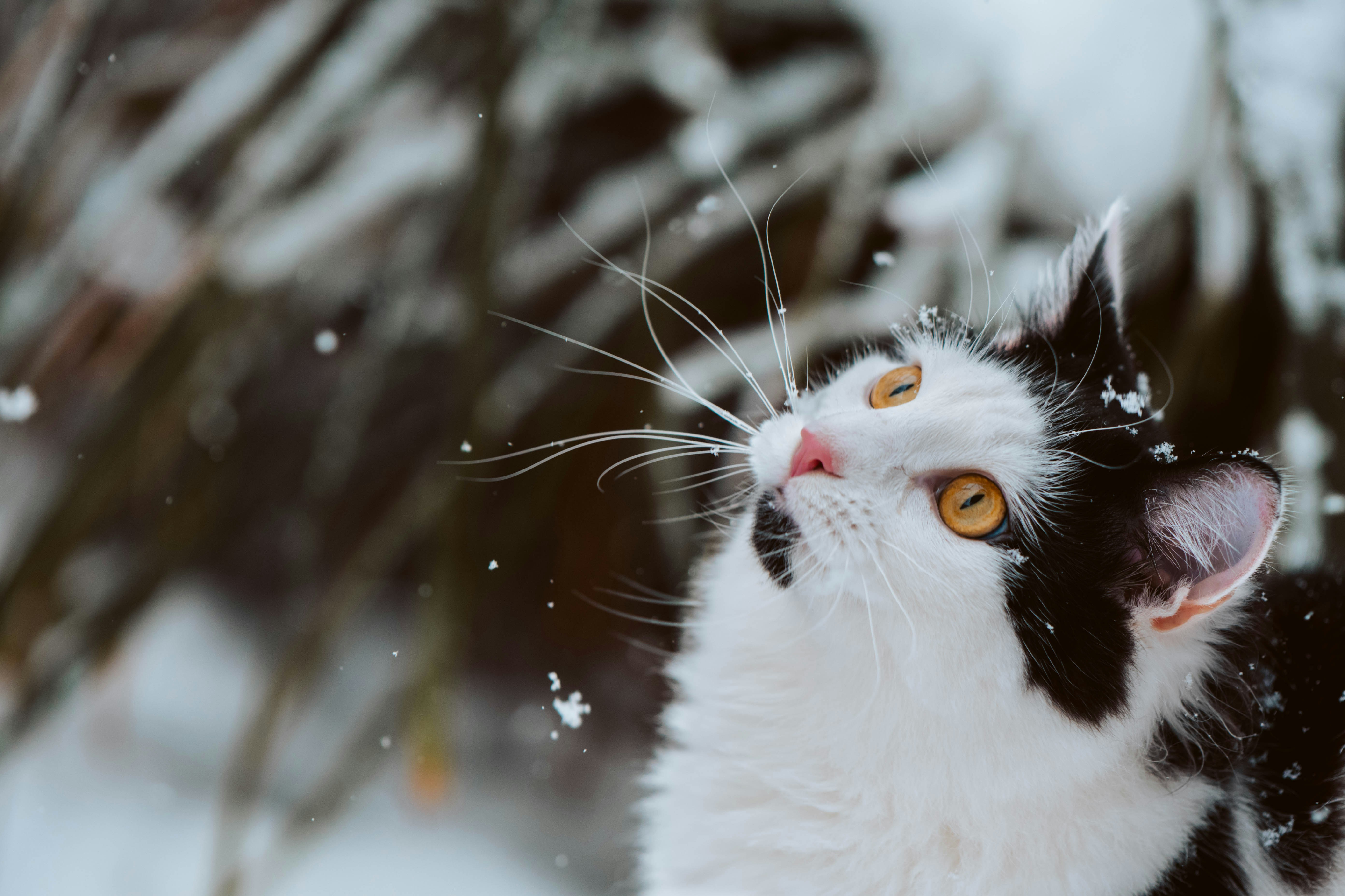 a black and white cat with yellow eyes looking up