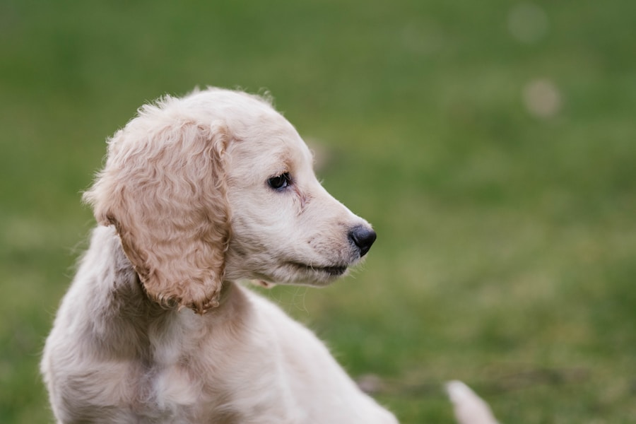 How Much Does a Puppy Cost in the UK? 2026 Breed Price Guide