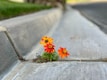 a couple of orange flowers sitting on the side of a road
