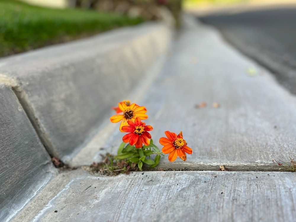 a couple of orange flowers sitting on the side of a road