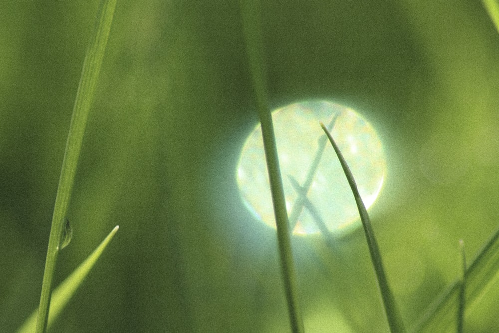 a round object in the middle of a grassy field