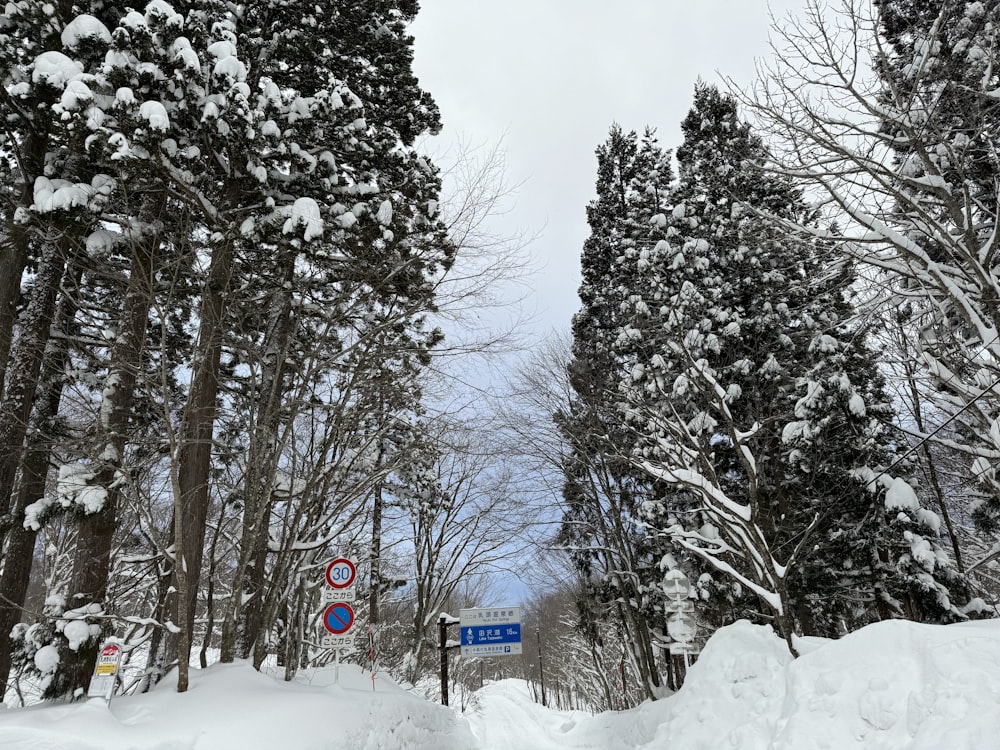 a snowy road with trees and a street sign